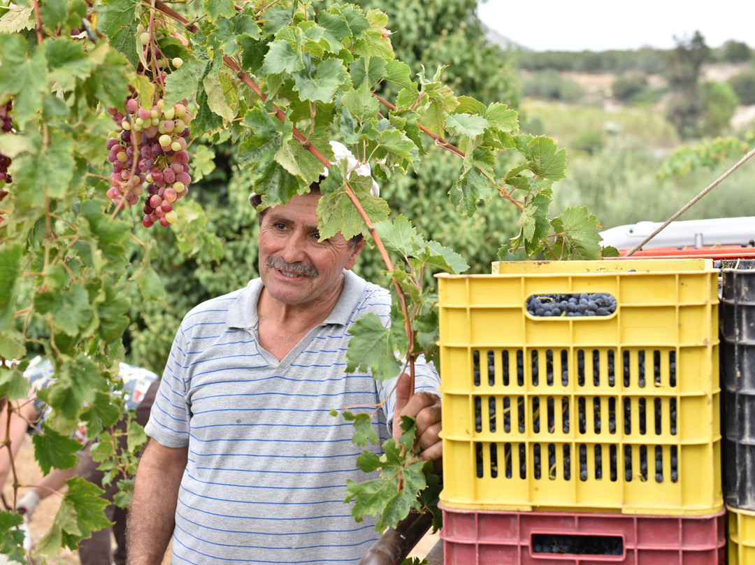 Winery Sinadinakis景点图片