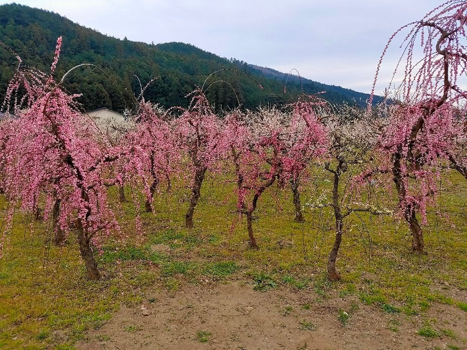 Miyazaki Farm-越生町必去景点