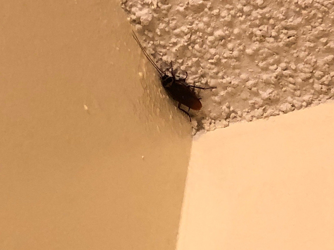 Tampa Bay Extended Stay Hotel主图