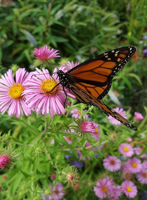 West Lynn Garden-New Lynn必去景点