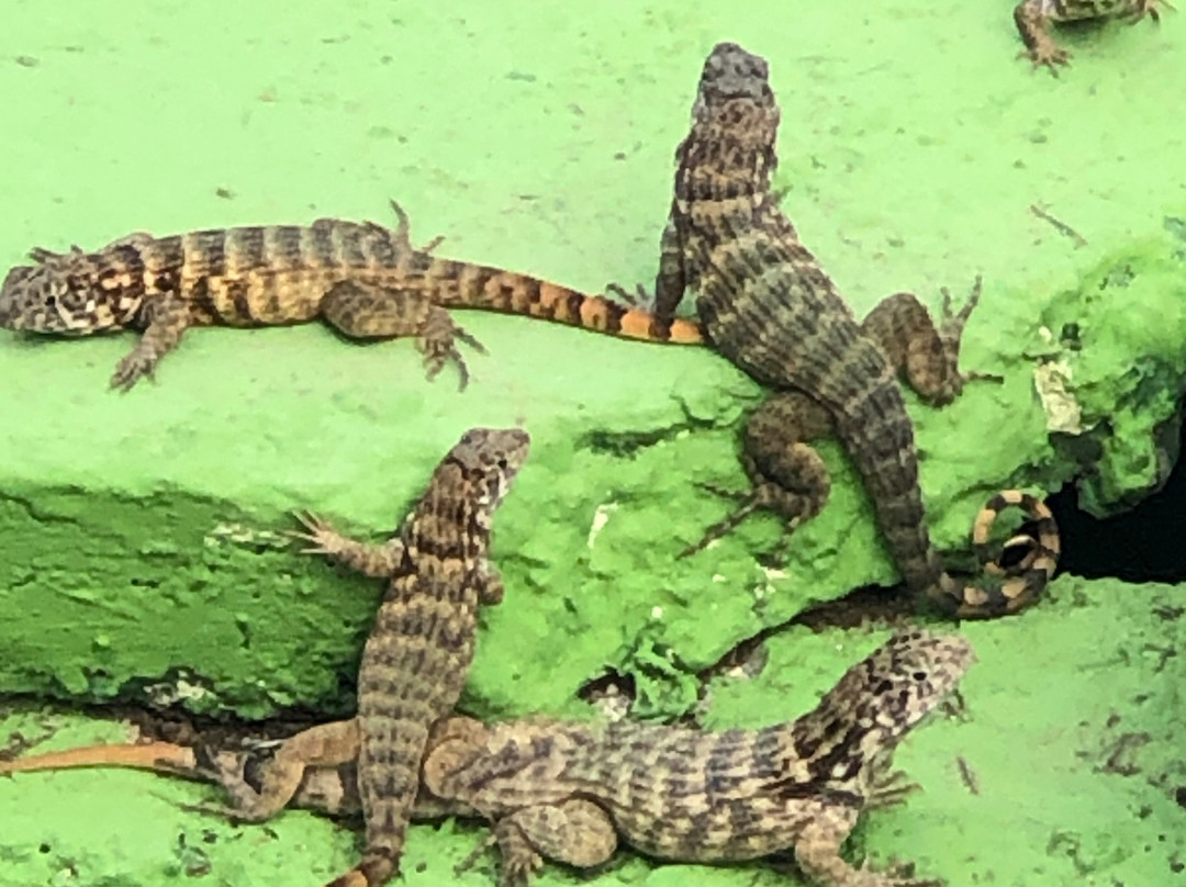 Islazul Villa Don Lino主图