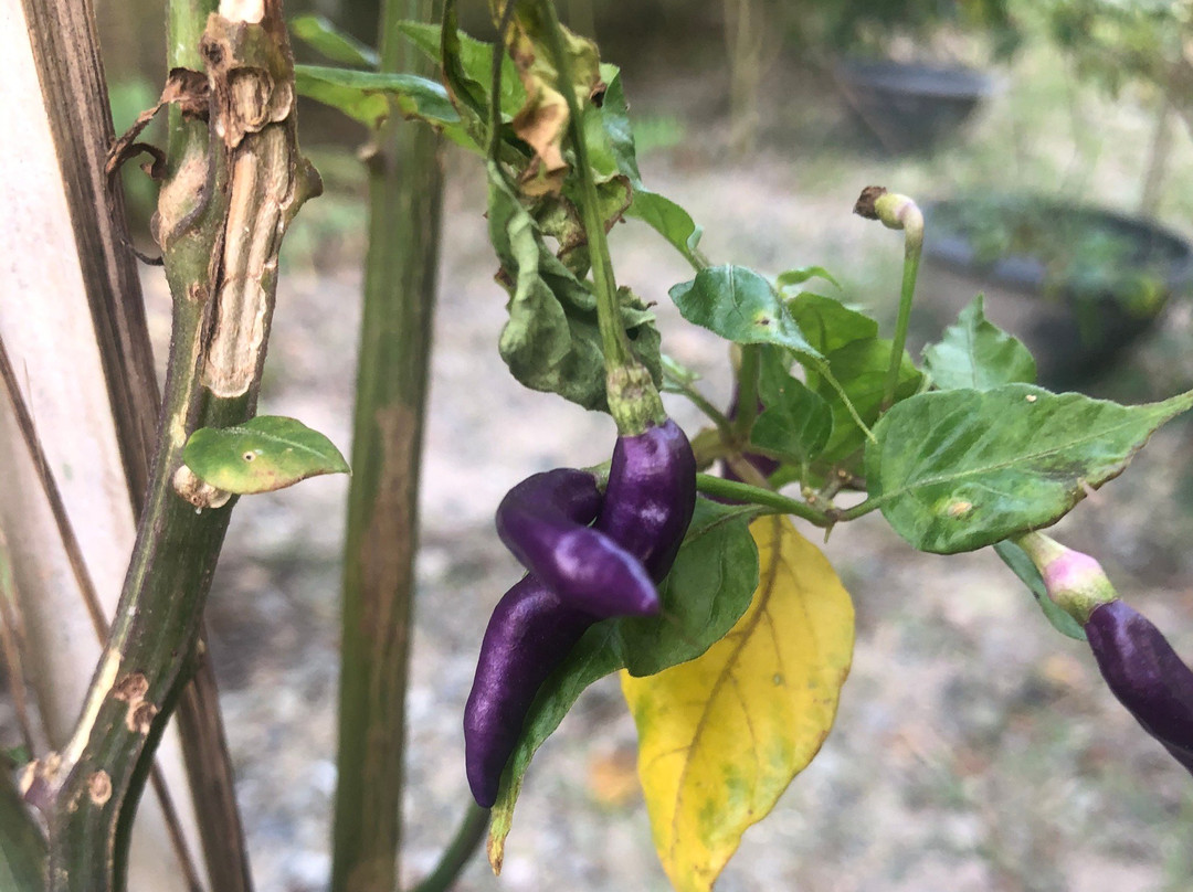 My Wok and Me-帕岸岛必去景点