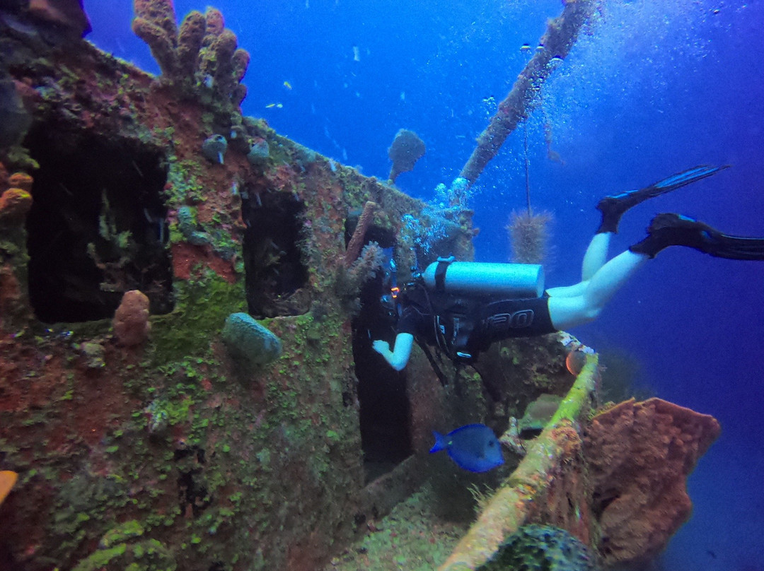Bas Harts Diving Curacao-威廉斯塔德必去景点
