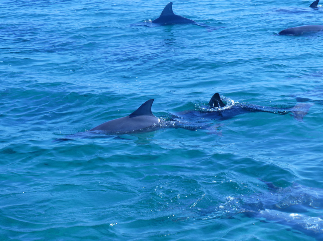 Kangaroo Island Marine Adventures景点图片