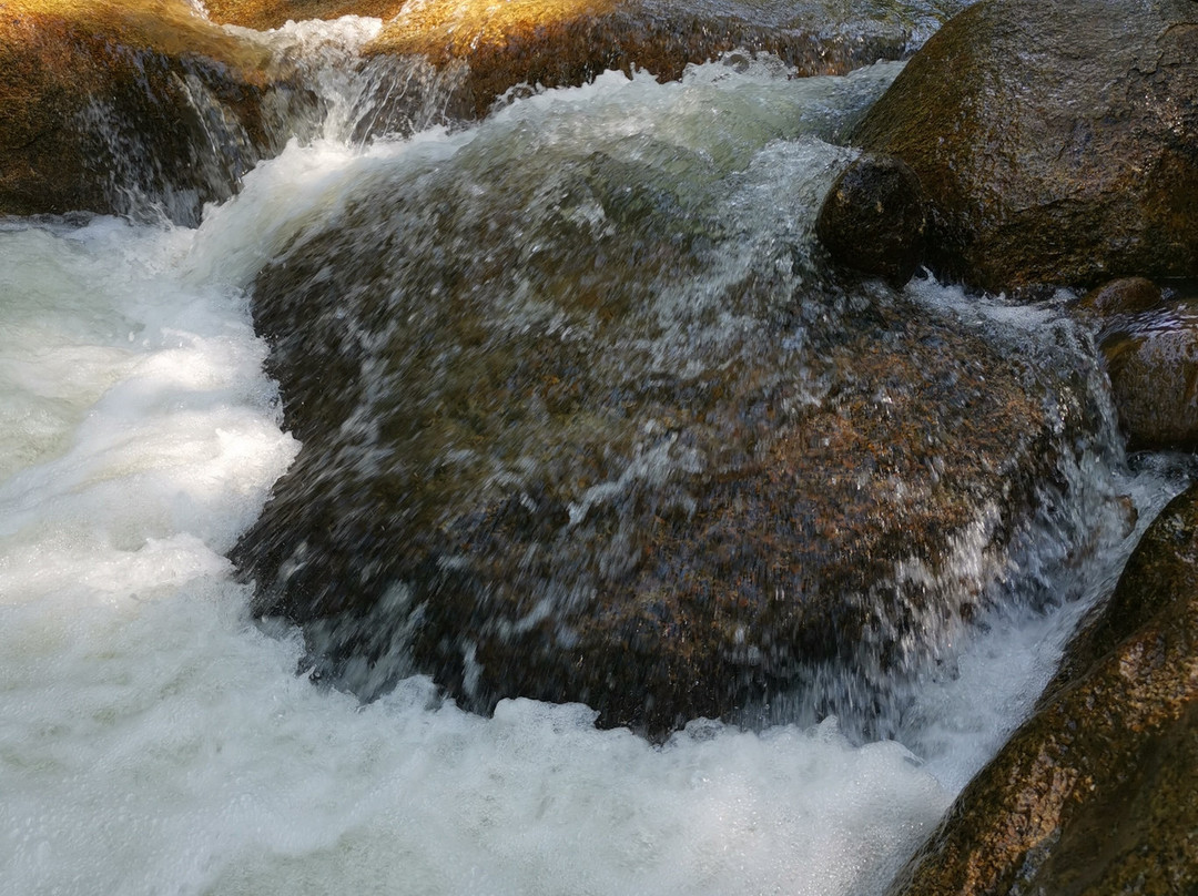 Hutan Lipur Sungai Bantang景点图片