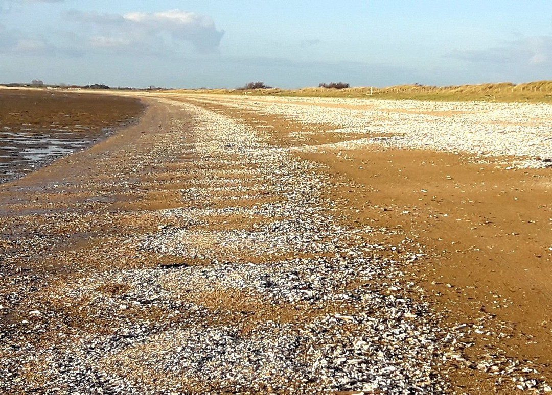 Plage du Marouillet-Yves必去景点