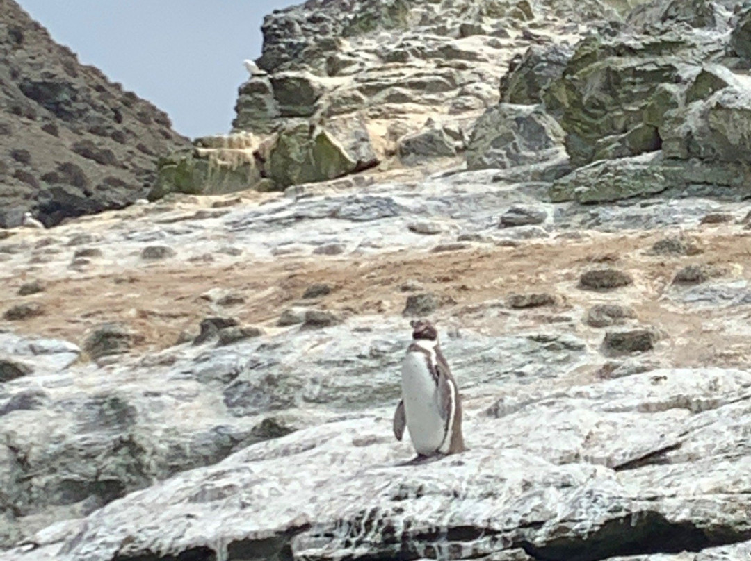 Reserva Nacional Pinguino de Humboldt景点图片