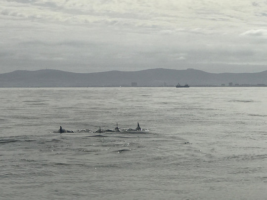 Into The Blue Scuba Centre-开普敦中心区必去景点