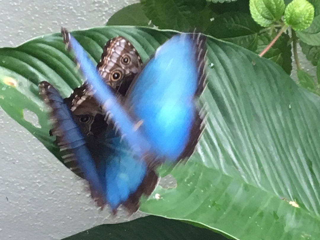 西礁岛蝴蝶自然温室景点图片