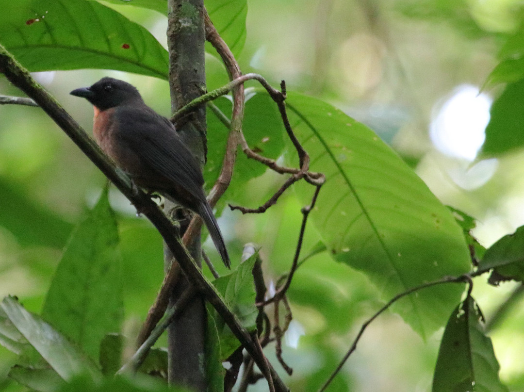 Esquinas Rainforest Lodge主图