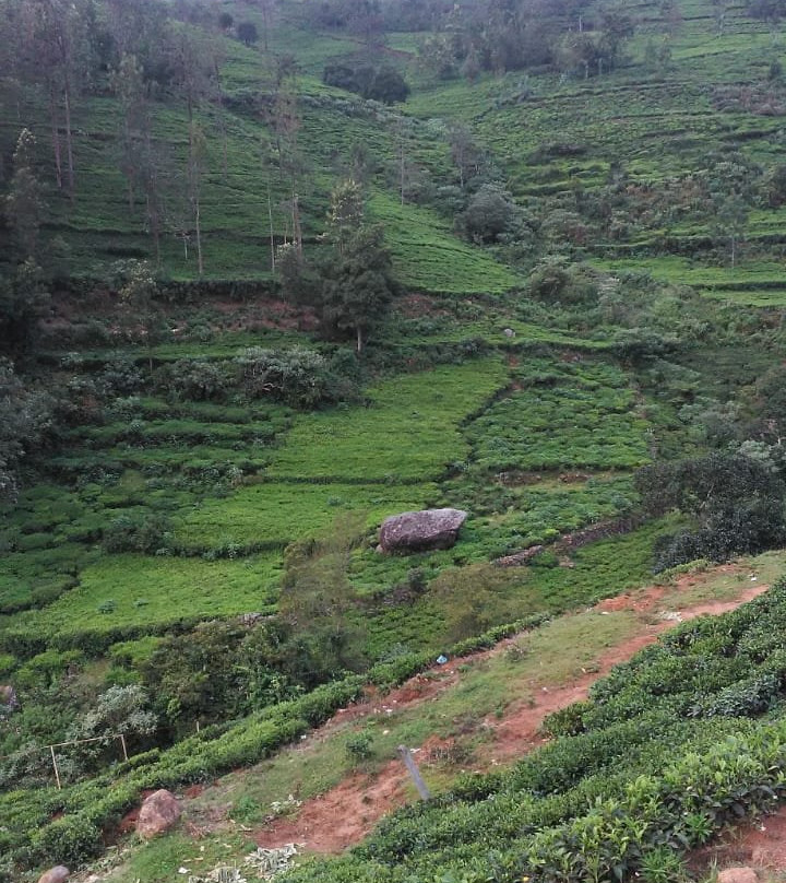 Oak n Tea's Villa主图