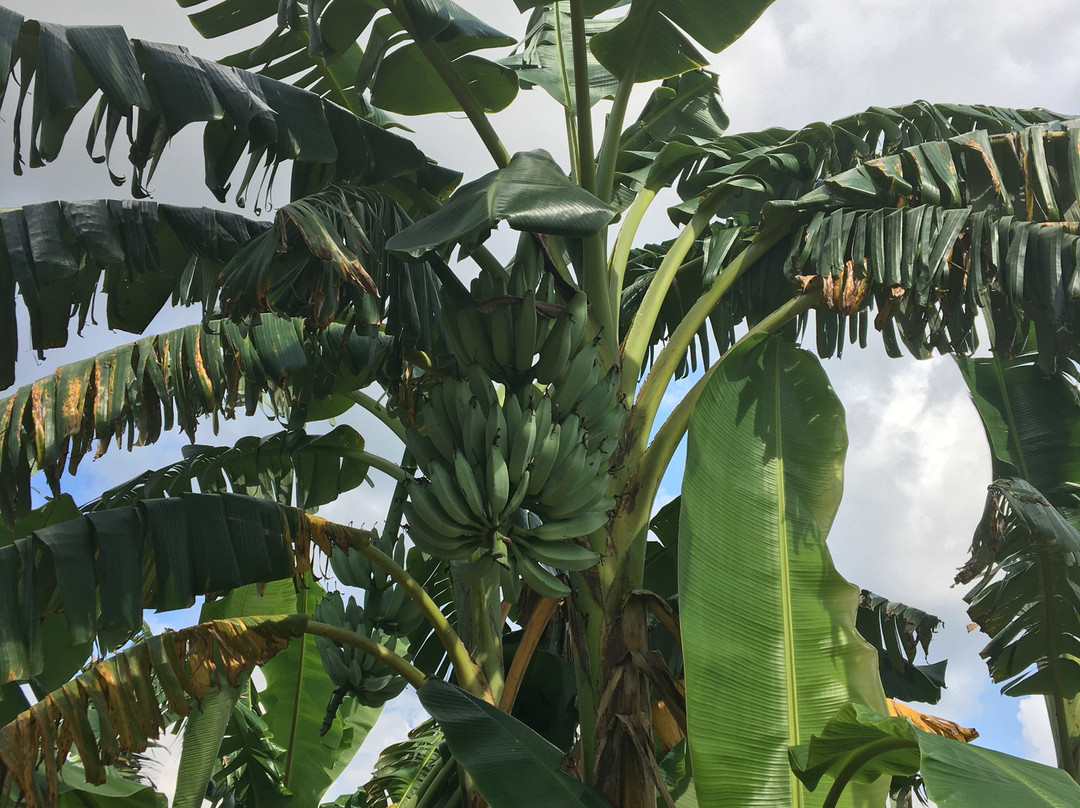 Thinnai Organic Farm主图