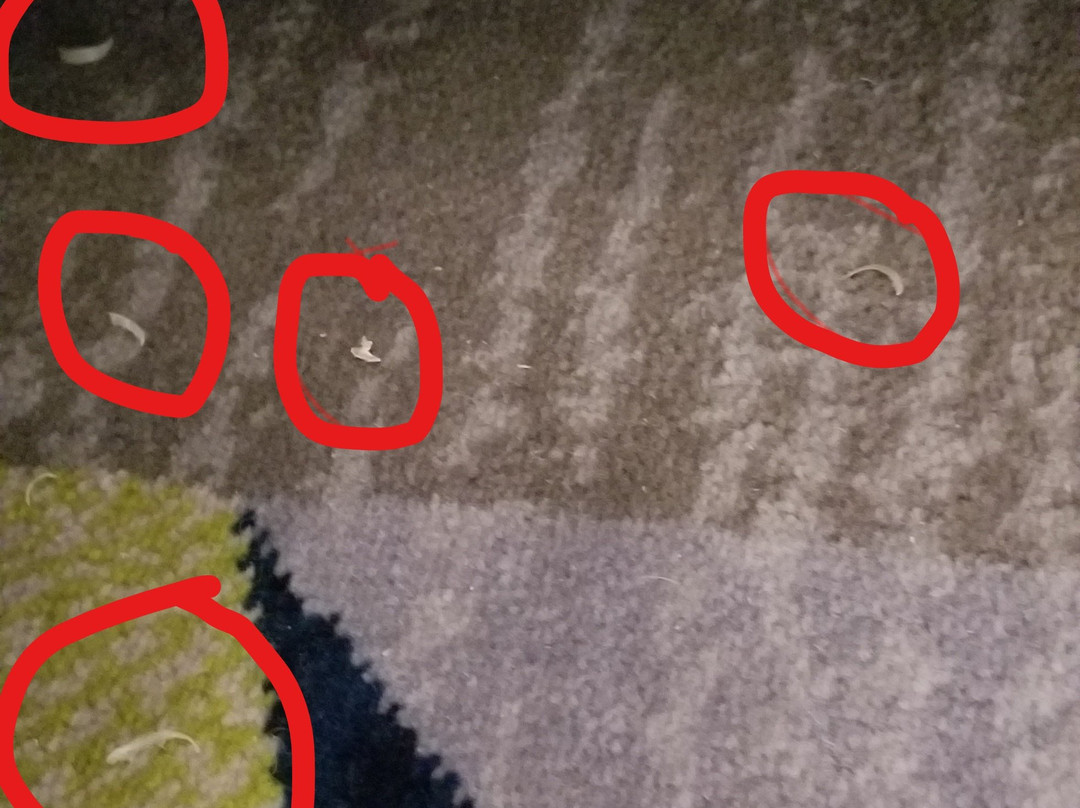 Residence Inn by Marriott Dallas Frisco主图