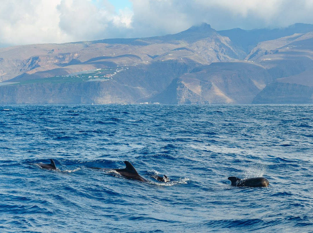 Oceano Whale Watching La Gomera景点图片