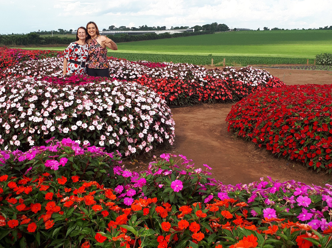 Theos Passeio Turistico-Holambra必去景点