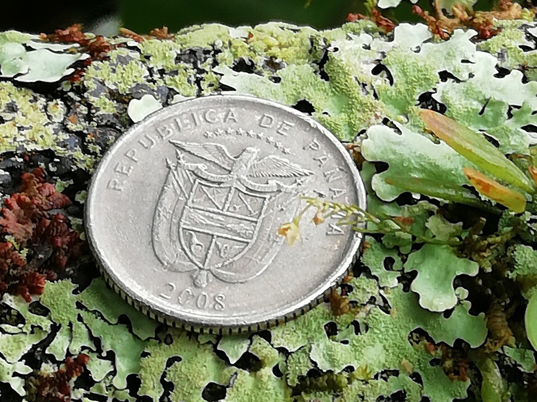 Boquete Tree Trek Mountain Resort主图