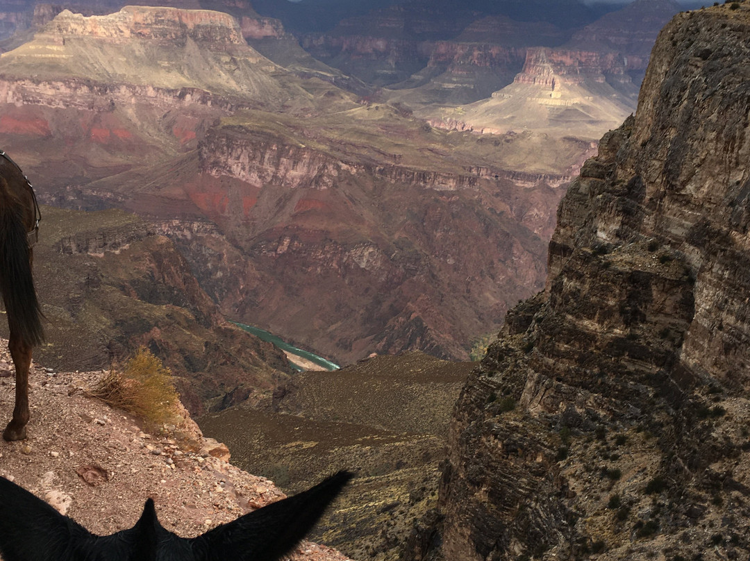 Grand Canyon Mule Tours by Xanterra景点图片