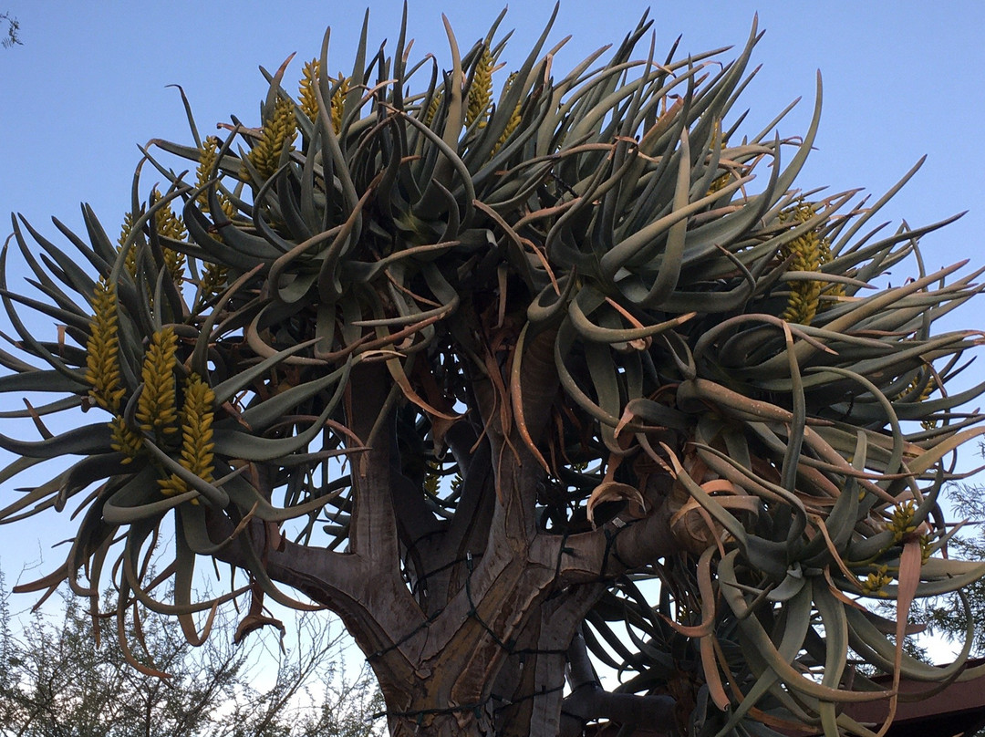 Carefree Desert Gardens-凯尔福利必去景点