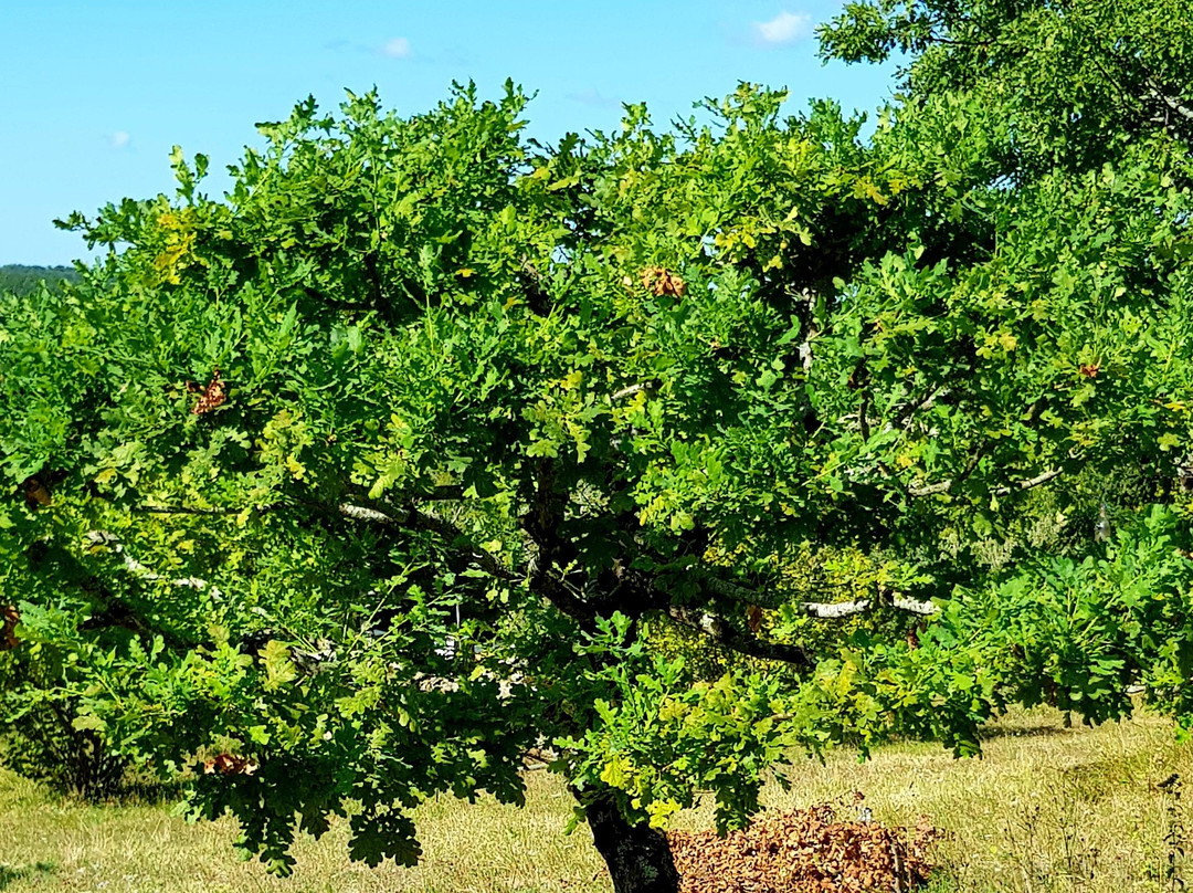 Perigourmet Gastronomic Tour Company-萨尔拉必去景点