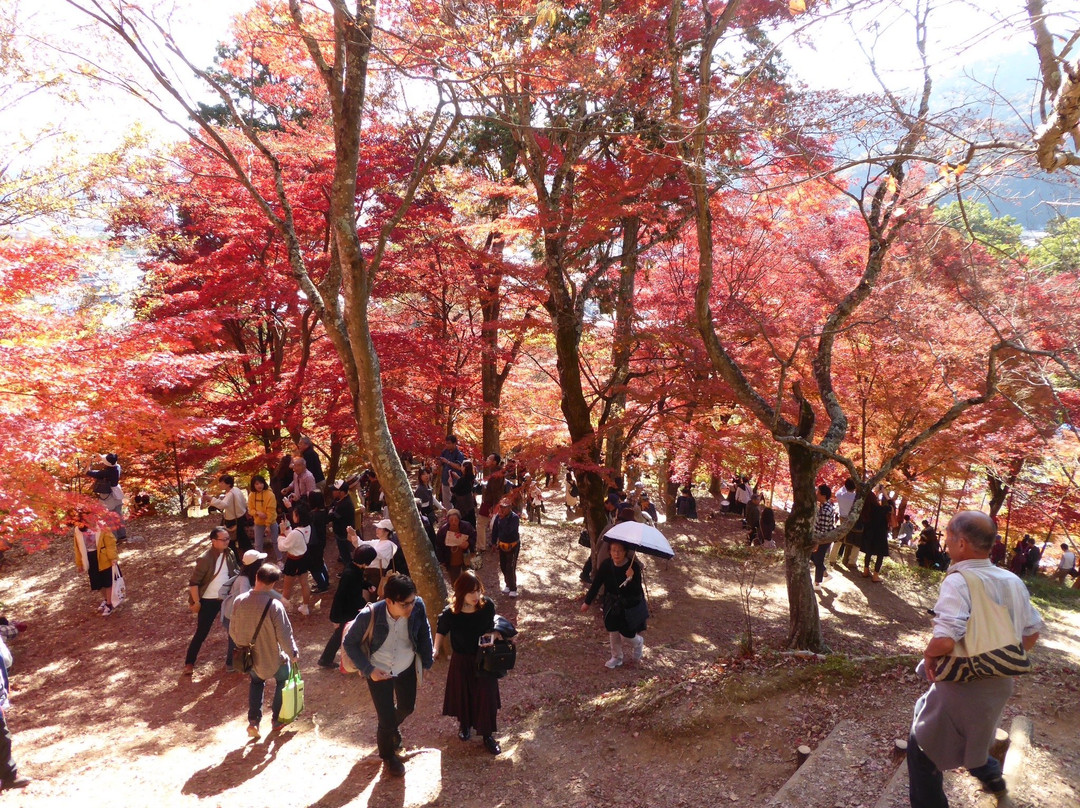 Saijosan Park Momiji Yama-肉粟市必去景点