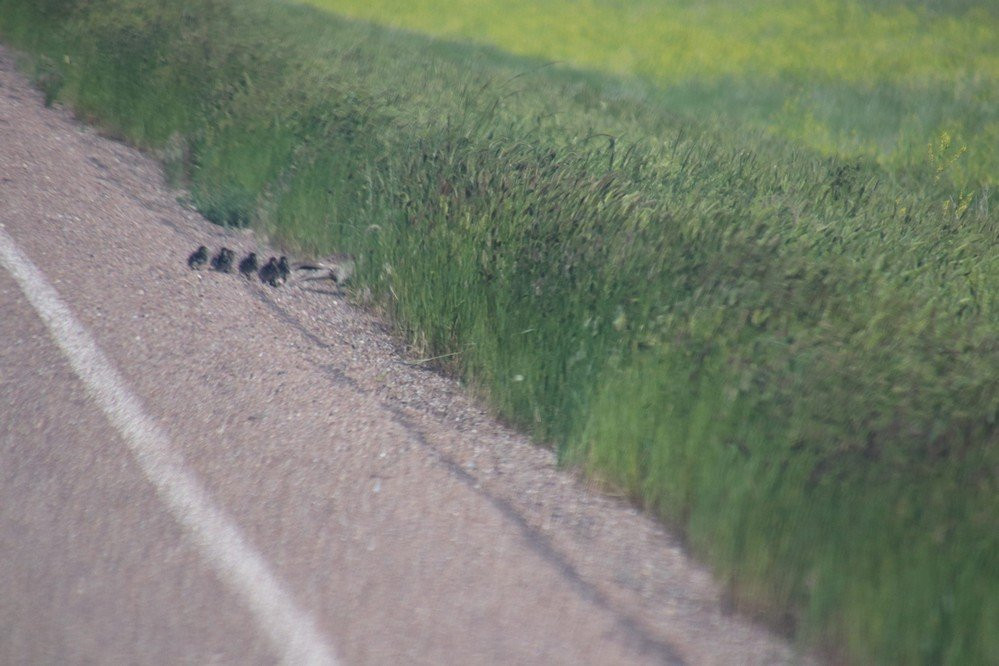 Benton Lake National Wildlife Refuge-大瀑布市必去景点