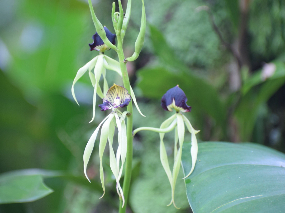 Jardin Botanico Xoxoctic景点图片