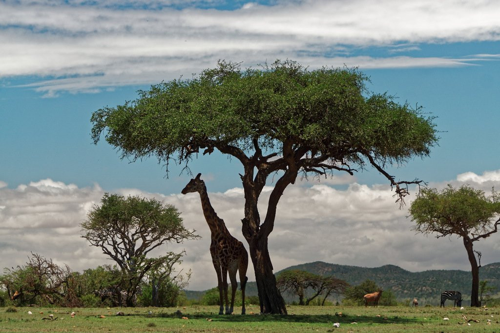Ol Kinyei Conservancy-马赛马拉国家野生动物保护区必去景点
