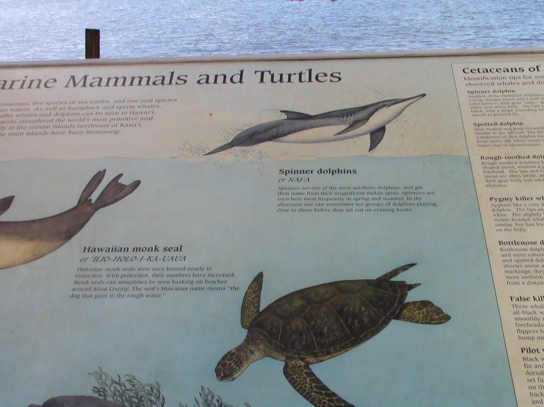 夏威夷座头鲸国家海洋保护-基黑必去景点