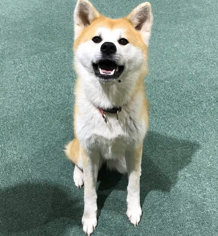 Akita Inu Fureaidokoro-大馆市必去景点