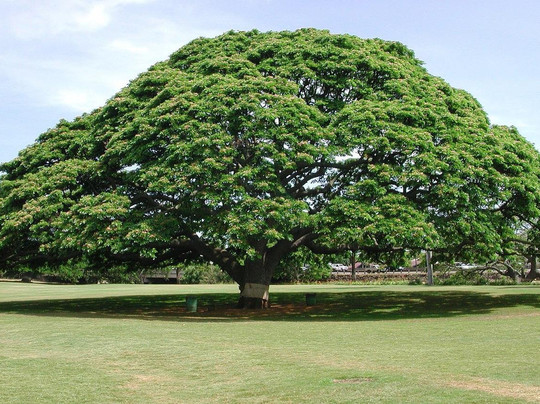 Hawai'i Walks-火奴鲁鲁必去景点