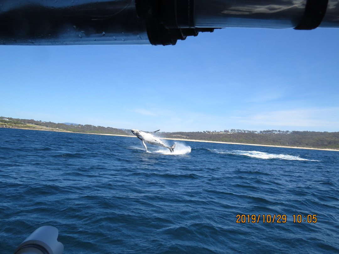 GoWhaleWatching Merimbula-梅林布拉必去景点