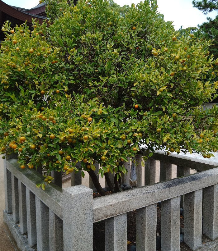 Shirotori Shrine景点图片