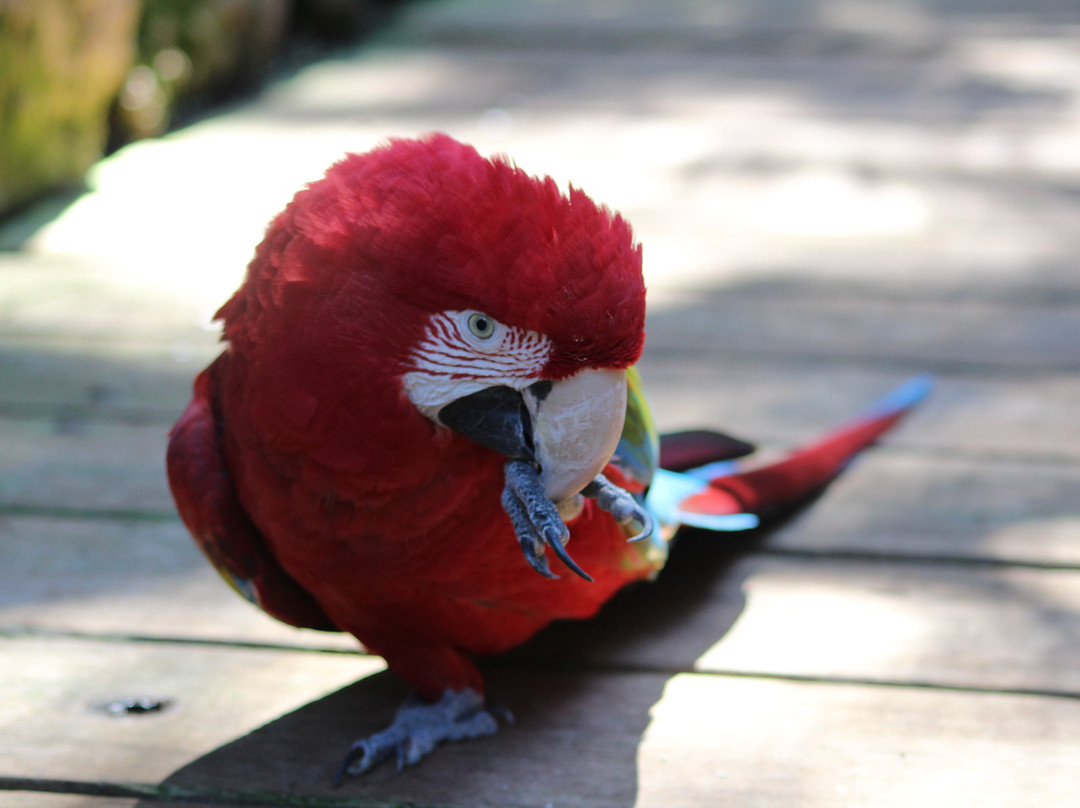 Park Las Aquilas Jungle Park-阿罗纳必去景点