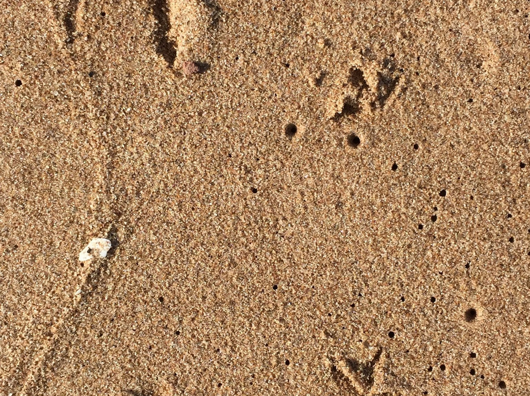 Cavendish Beach-卡文迪西必去景点