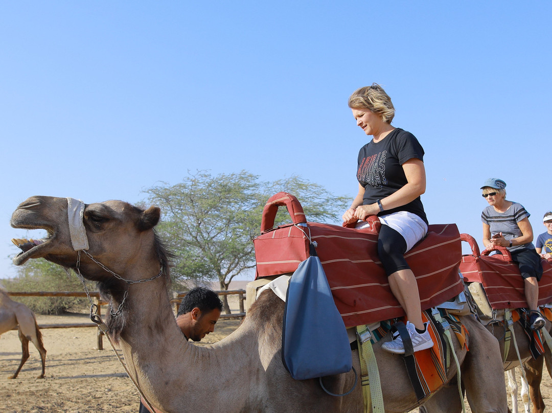 Yeruham旅游景点-Negev Camel Ranch