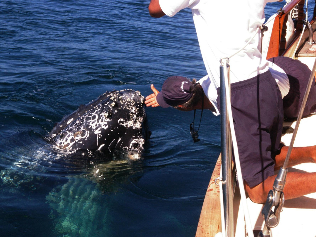 Adasailing Puerto Vallarta-瓦拉塔港必去景点