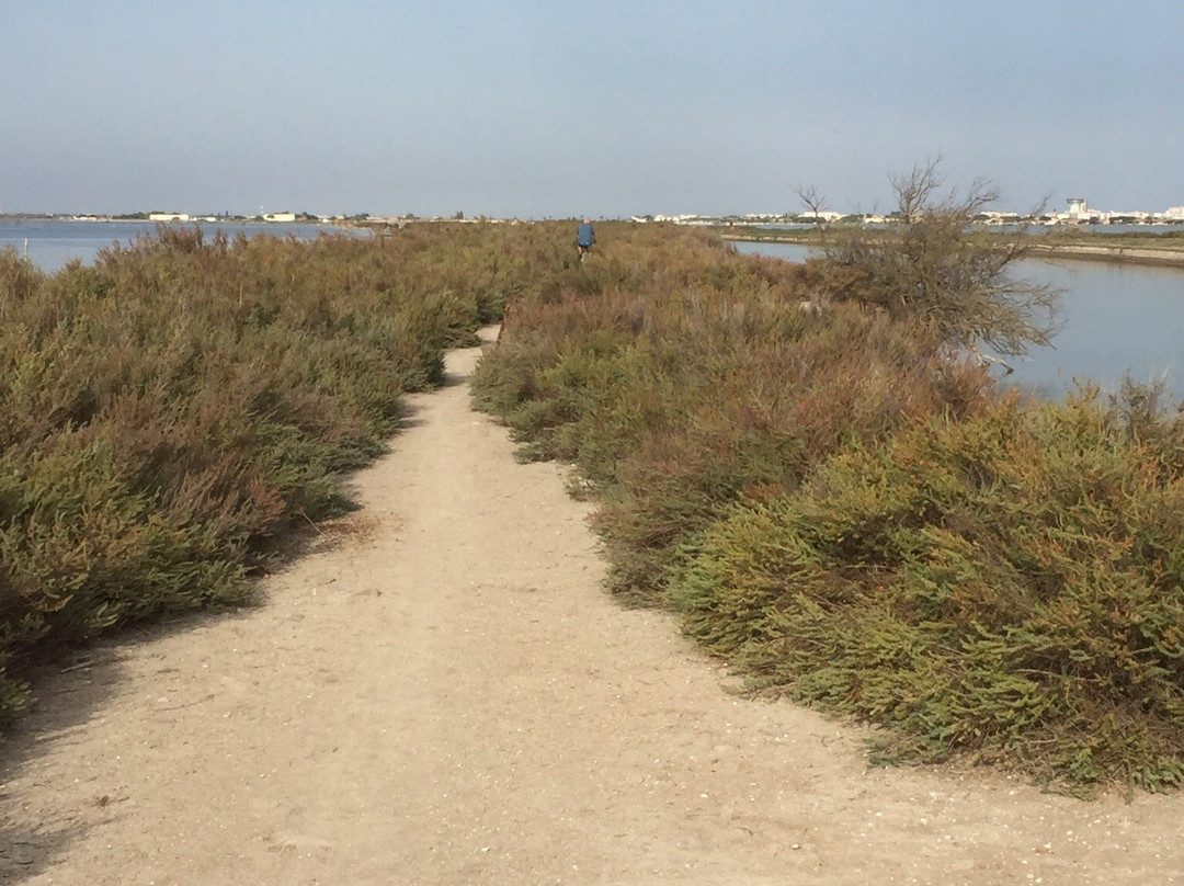 Alphonsia Maria主图