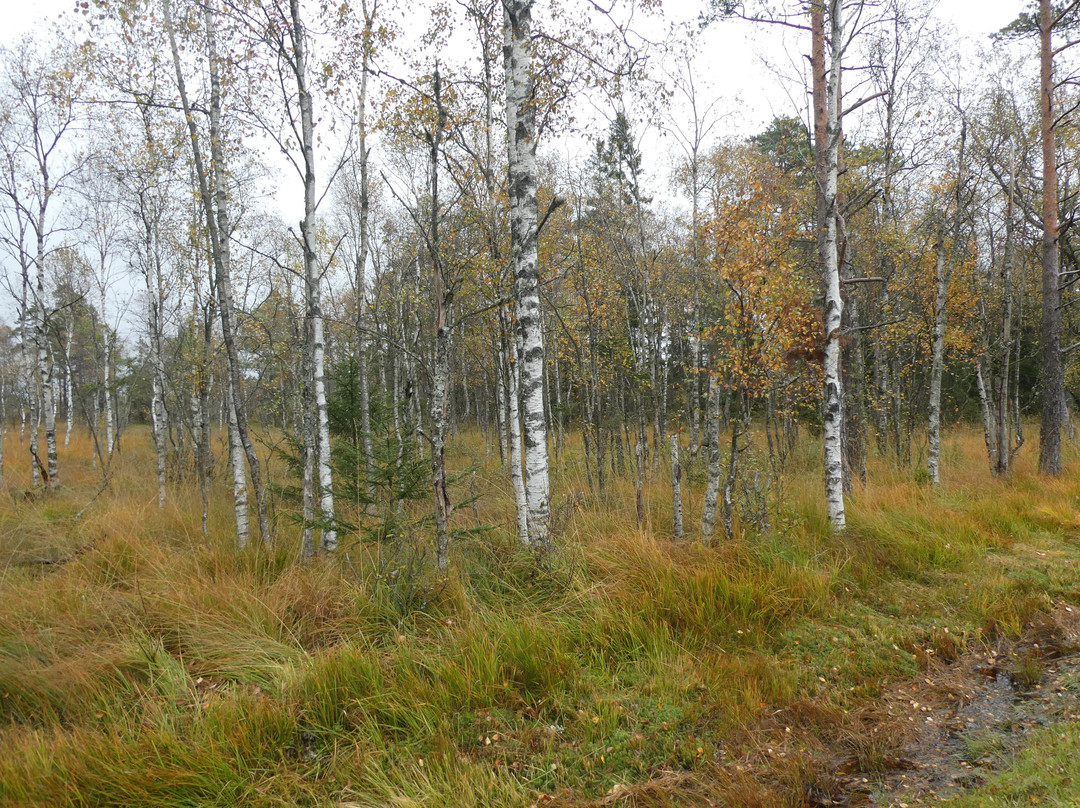 Komosse Naturreservat-Ulricehamn必去景点