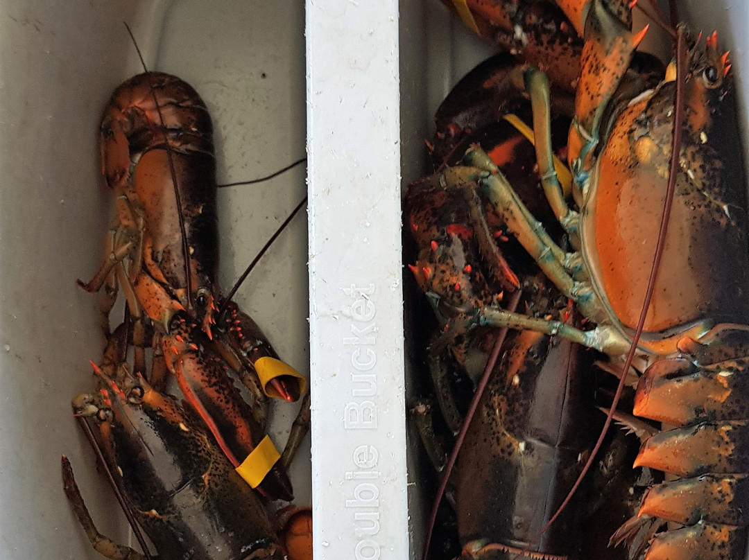 Bar Harbor Boat Tours-巴港必去景点