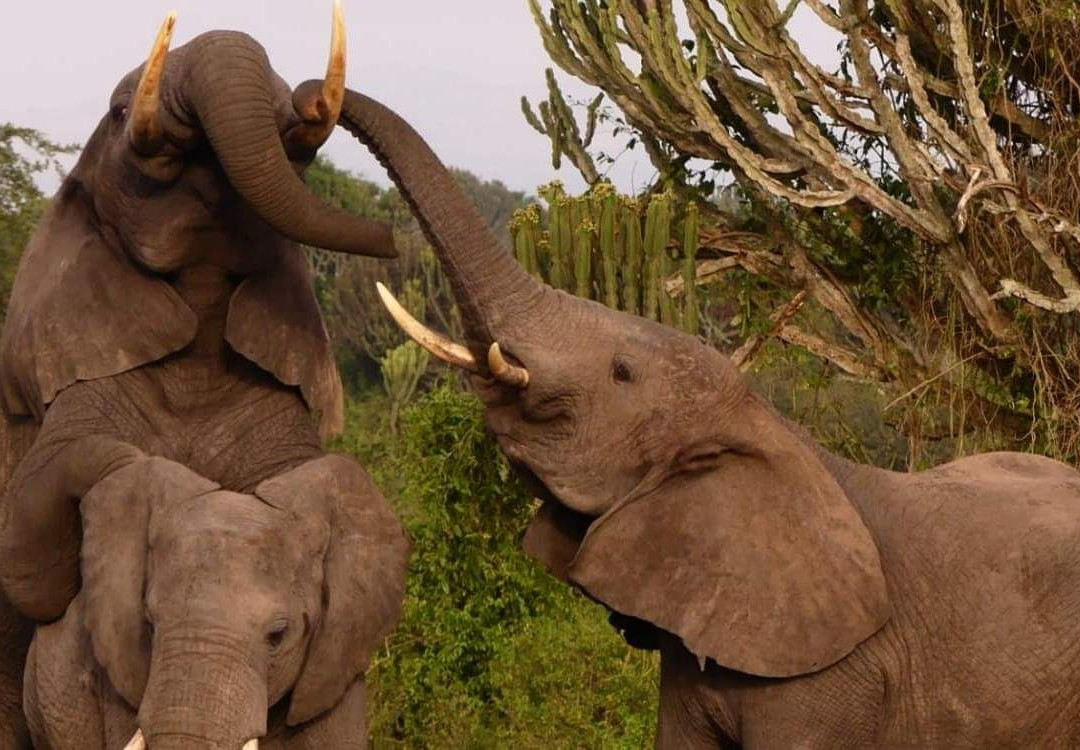 HOMESTEAD TOURS and SAFARIS IN UGANDA-Soroti必去景点