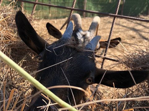 Tanyamuseum-久洛必去景点