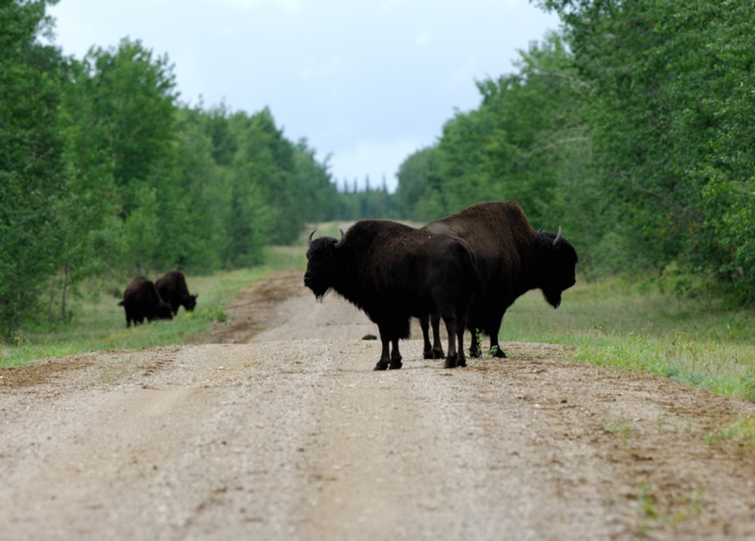 Queen Elizabeth Territorial Park-Fort Smith必去景点