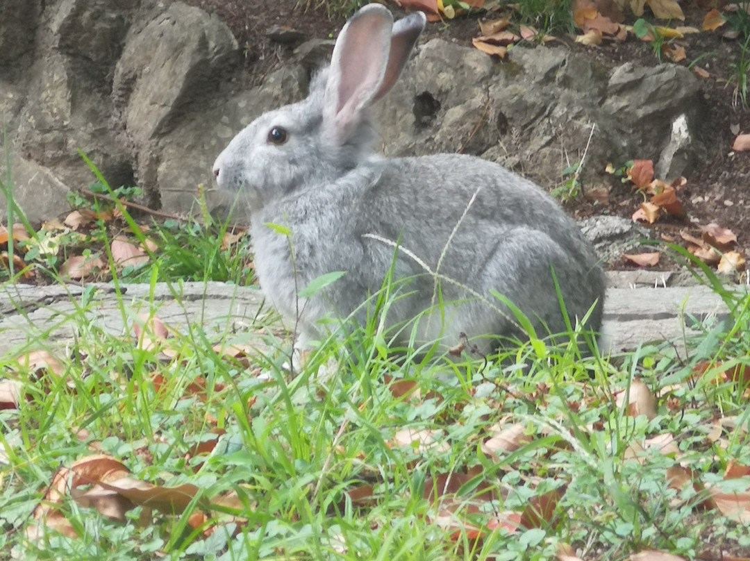 Minigolf Santa Margherita-圣马尔盖里塔利古雷必去景点