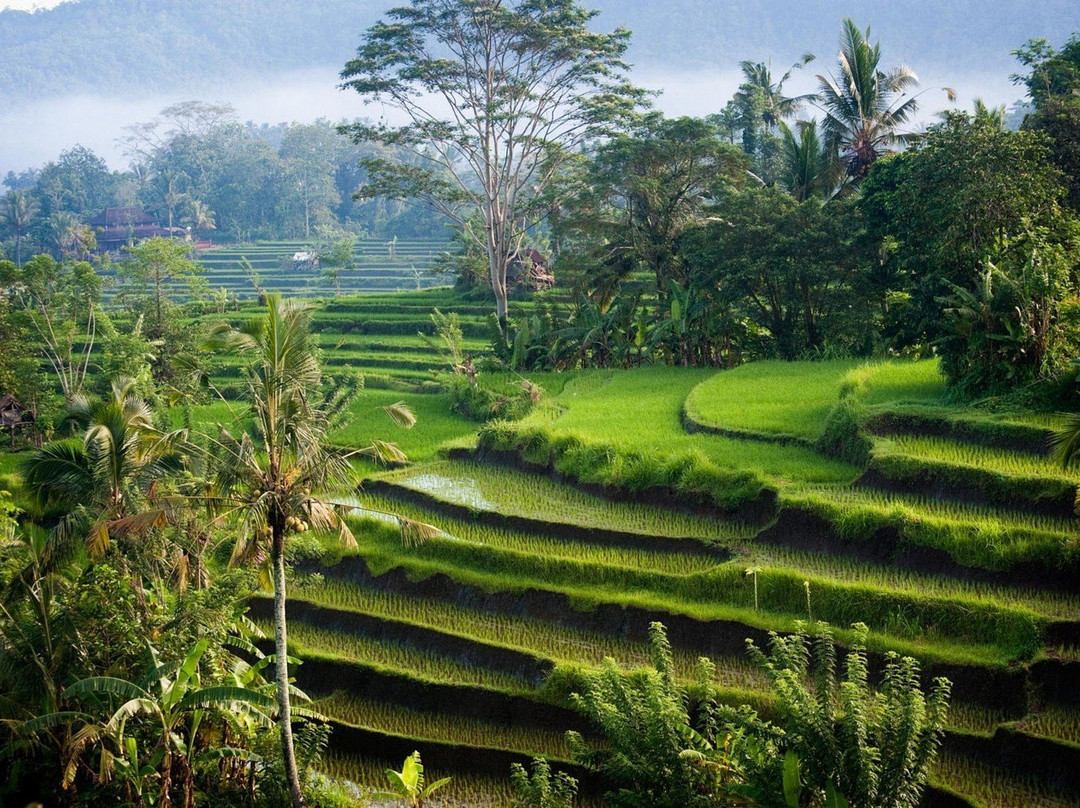 Ubud Float Garden sensory deprivation center景点图片