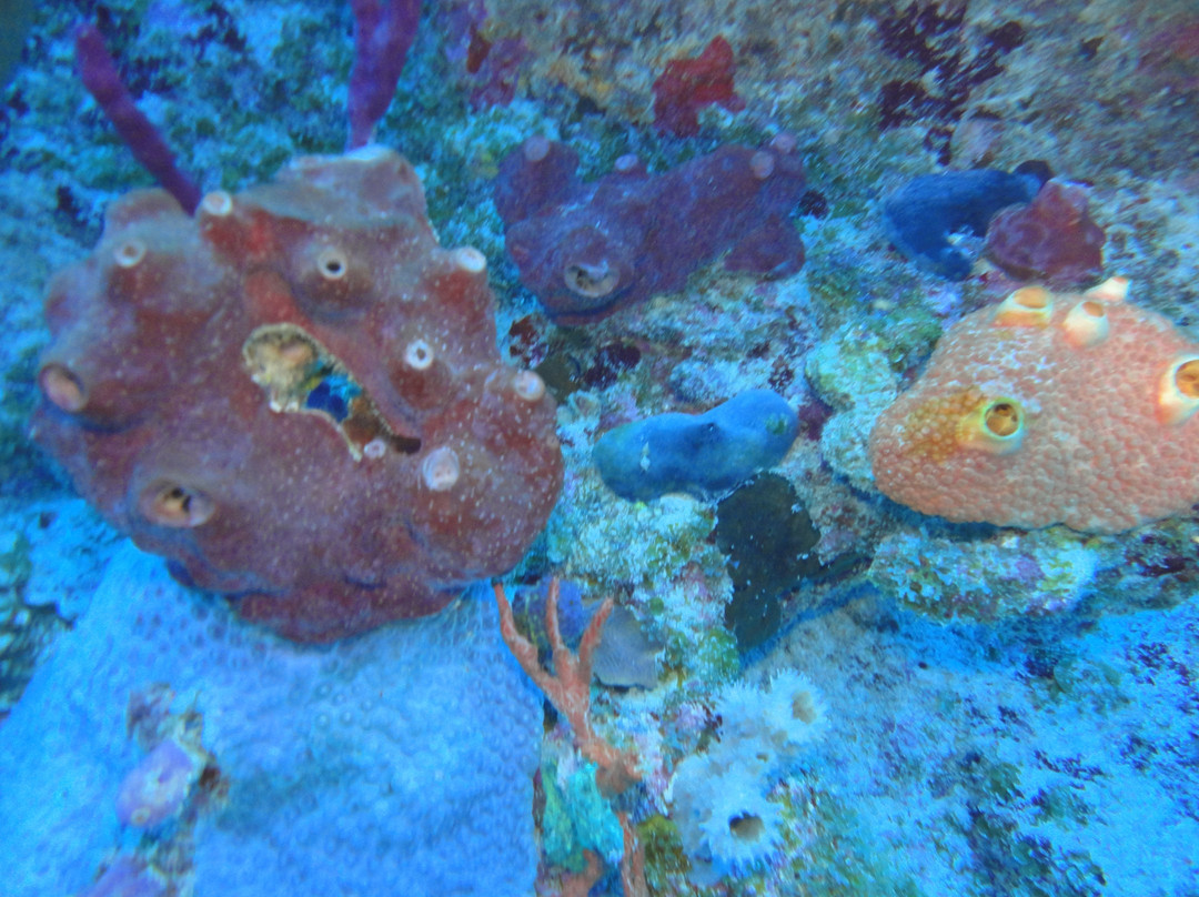 Sea Garden Centro De Buceo-圣安德烈斯必去景点