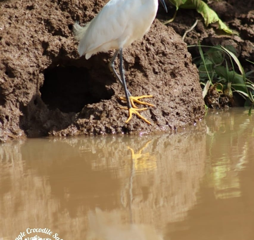 Jungle Crocodile Safari景点图片