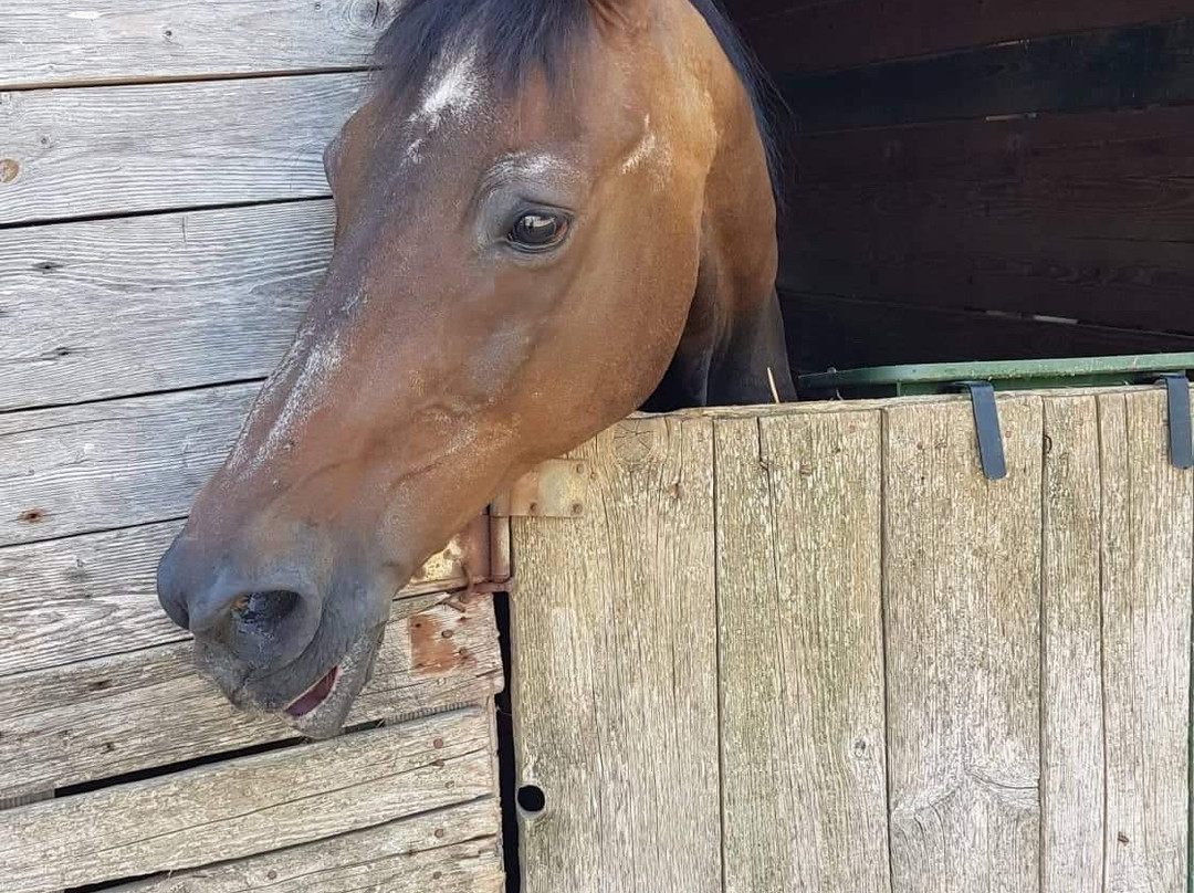 Horse Riding Zadar-扎达尔必去景点