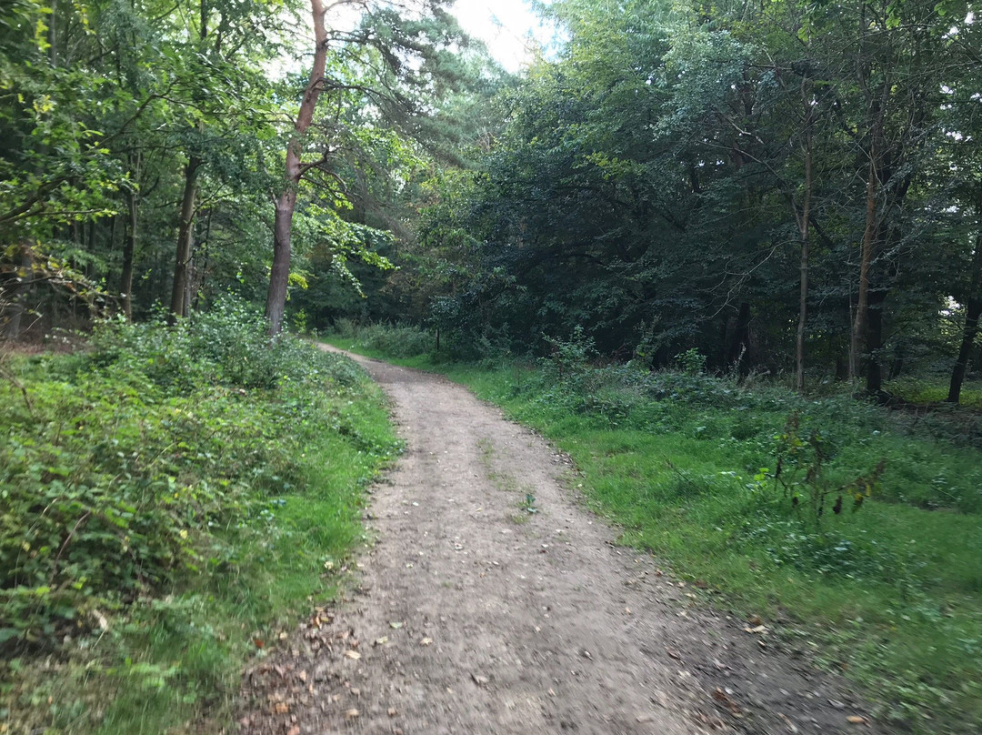 Philipshill Wood景点图片