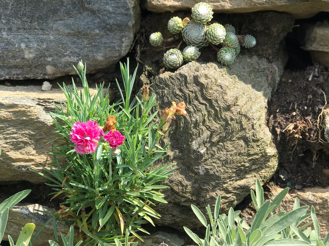 莫里斯植物园景点图片