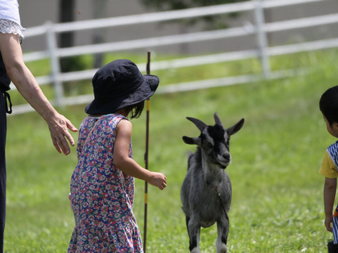 Honokidaira滑雪场-高山市必去景点